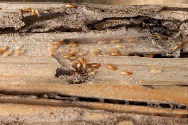 Reliable Emigsville, PA Pest Control Solutions